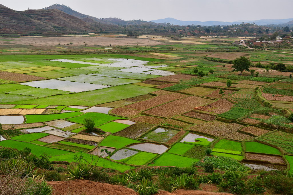 Rice Paddies, Betafo Rgn